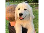 Golden Retriever Puppy for sale in Yanceyville, NC, USA