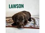 AKC Lawson