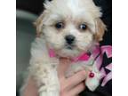 Shih-Poo Puppy for sale in Peabody, MA, USA