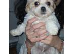 Shih-Poo Puppy for sale in Peabody, MA, USA