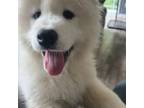 Samoyed Puppy for sale in Gresham, OR, USA