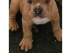 American Staffordshire Terrier Puppy for sale in Fairfield, CA, USA