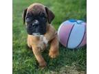 Boxer Puppy for sale in Cheney, WA, USA