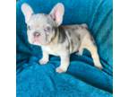 French Bulldog Puppy for sale in Hiram, GA, USA