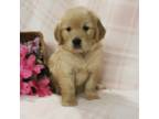 Golden Retriever Puppy for sale in Montezuma, GA, USA