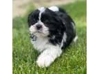 Shih Tzu Puppy for sale in Canton, OH, USA
