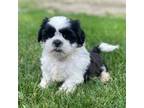 Shih Tzu Puppy for sale in Canton, OH, USA