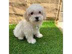 Cavapoo Puppy for sale in Covina, CA, USA