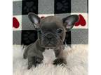 French Bulldog Puppy for sale in Claremore, OK, USA