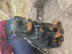 Rottweiler Puppy for sale in Durham, CT, USA