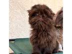 Shih Tzu Puppy for sale in Livermore, CA, USA