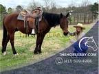 Trail Ranch Quarter Gelding