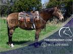 Trail Lesson Percheron Gelding