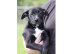 Adopt Angel a Mixed Breed