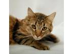 Adopt Miss Fluffington a Domestic Short Hair