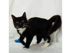 Adopt Nova a Domestic Short Hair