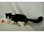 Adopt Furrtastica a Domestic Short Hair