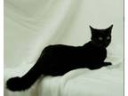 Adopt Kitty Soft Paws a Domestic Short Hair