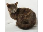 Adopt Latte a Domestic Short Hair