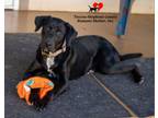 Adopt Cha Cha a Retriever