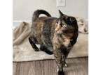 Adopt Beverly a Domestic Short Hair