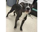Adopt Betty a Pit Bull Terrier, Mixed Breed