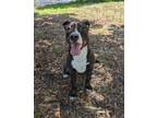 Adopt Betty a Pit Bull Terrier, Mixed Breed