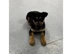 Adopt Bo a Rottweiler, Mixed Breed