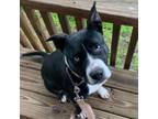 Adopt ROLY POLY a Pit Bull Terrier, Mixed Breed