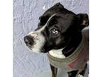 Adopt ROLY POLY a Pit Bull Terrier, Mixed Breed