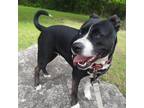 Adopt ROLY POLY a Pit Bull Terrier, Mixed Breed