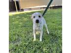 Adopt Conchita a Mixed Breed