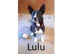 Adopt Lulu a Australian Kelpie, American Staffordshire Terrier