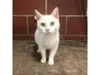 Adopt (PM) Nova a Domestic Short Hair