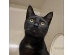 Adopt Amrita a Domestic Short Hair