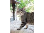 Adopt Birdie a Domestic Short Hair