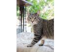 Adopt Feather a Domestic Short Hair
