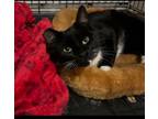 Adopt Charlotte a Domestic Short Hair