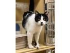 Adopt Stella a Domestic Short Hair