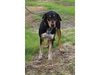 Adopt Ree Drummond a Hound, Mixed Breed