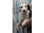 Adopt Cat Cora a Border Collie, Mixed Breed