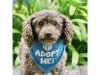 Adopt Terra a Poodle