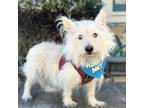 Adopt Winter aka Winny a West Highland White Terrier / Westie, Scottish Terrier