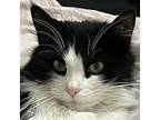 Adopt Stellaluna a Domestic Medium Hair, Domestic Short Hair