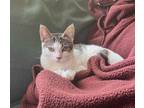 Adopt Cece a Tabby, Domestic Short Hair