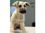 Adopt Cadi a Great Pyrenees, Mixed Breed