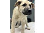 Adopt Mercedes a Great Pyrenees, Mixed Breed