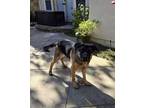 Adopt Bandit a German Shepherd Dog