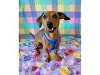 Adopt Molly a Dachshund