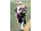 Adopt Pattycake a Pug